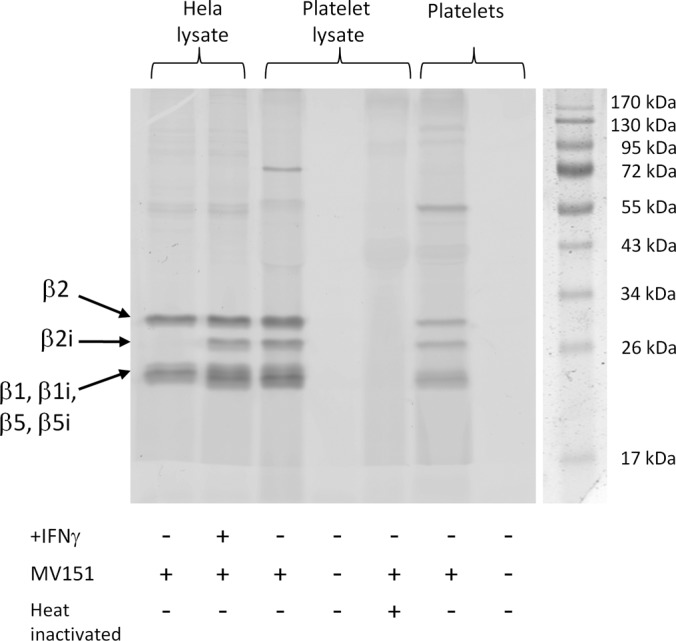 Fig. 5.