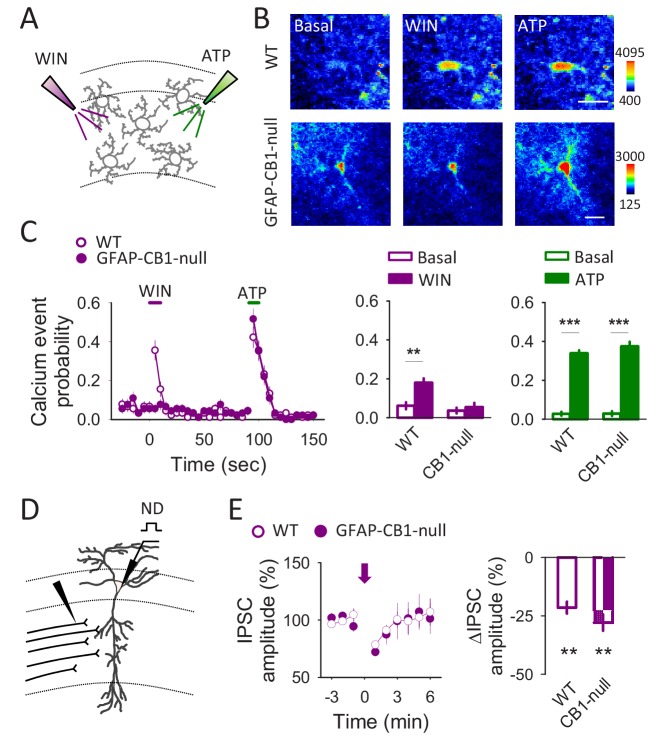 Figure 2—figure supplement 2.