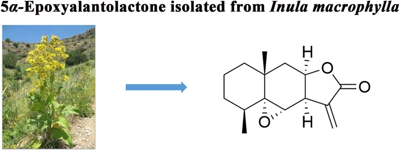 Fig. 1