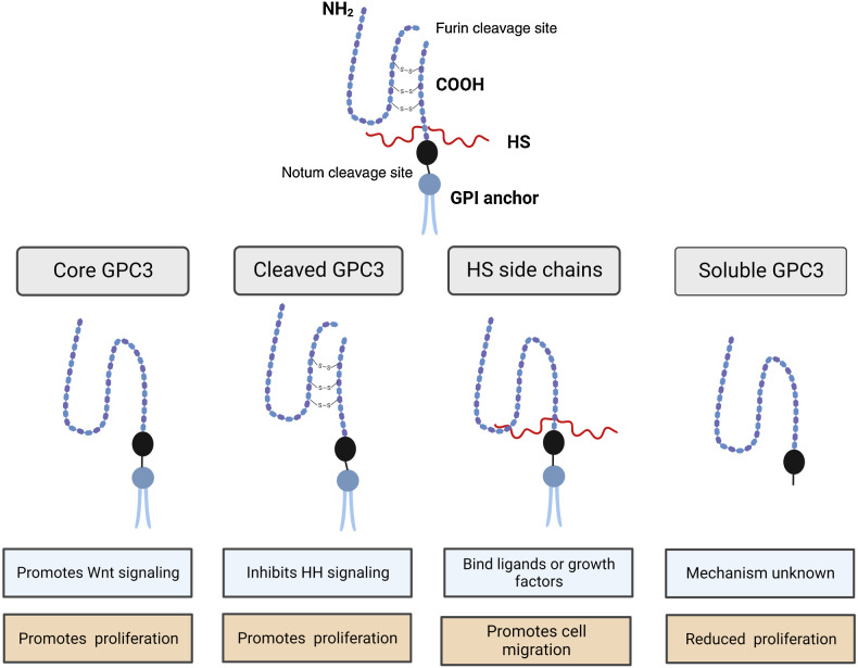 Figure 2. Functional roles of PTM of GPC3. (Created with BioRender.com.)