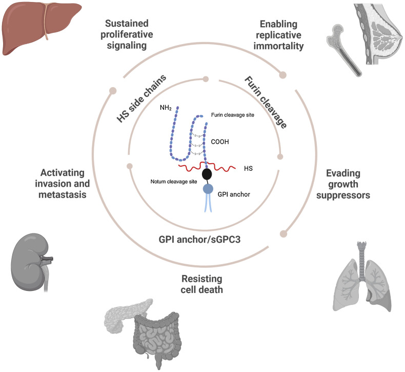 Figure 1. Schematic representing GPC3 structural and functional role in disease. (Created with BioRender.com.)