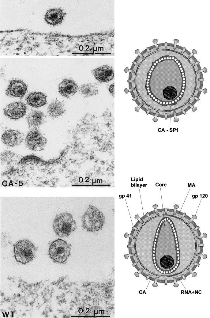 FIG. 4