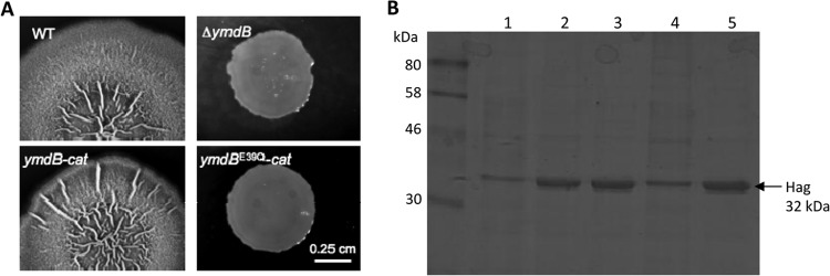 FIG 1