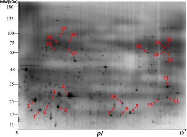 Fig. 1