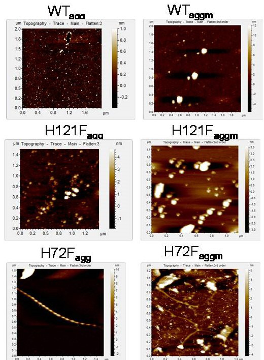 Figure 3—figure supplement 1.