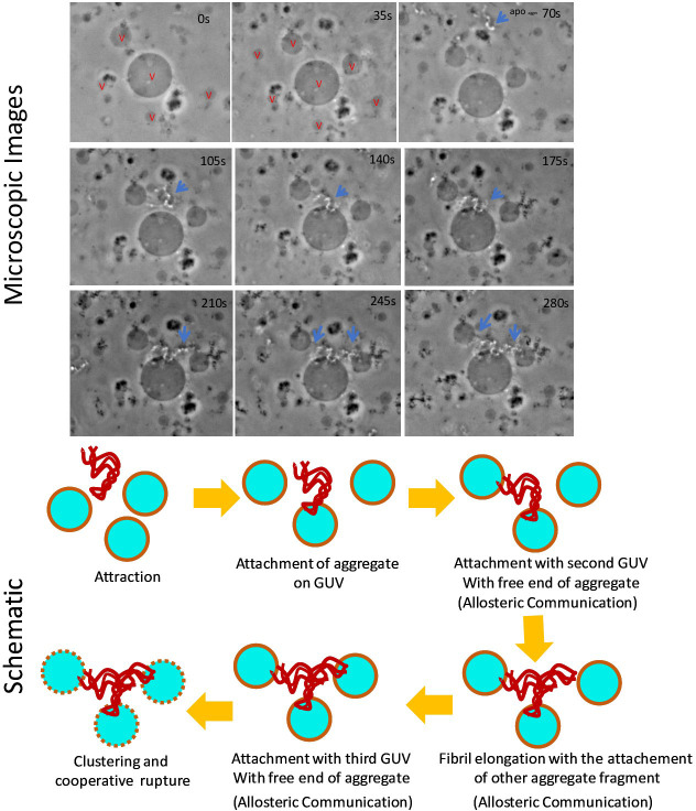 Figure 4—figure supplement 2.