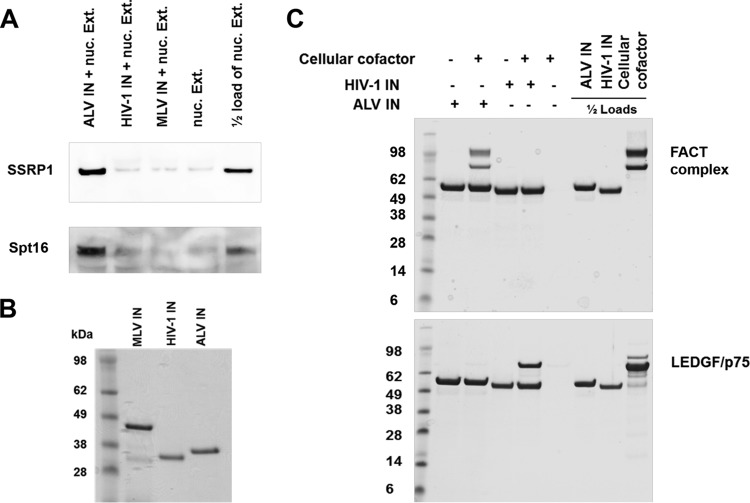 FIG 2