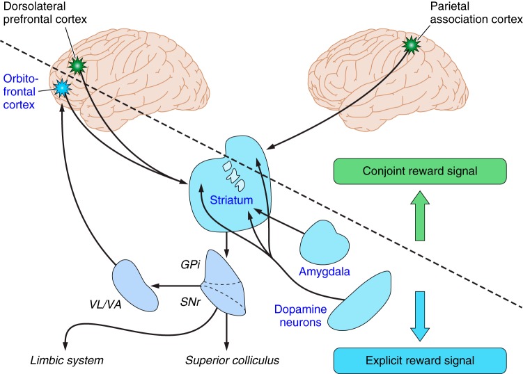 FIGURE 21.