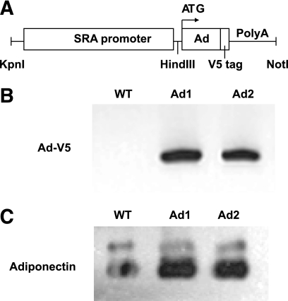 FIG. 1.