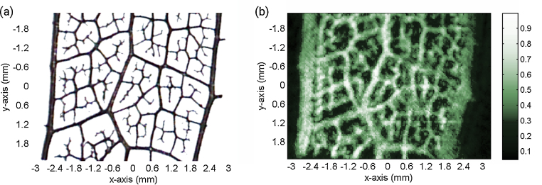 Fig. 6