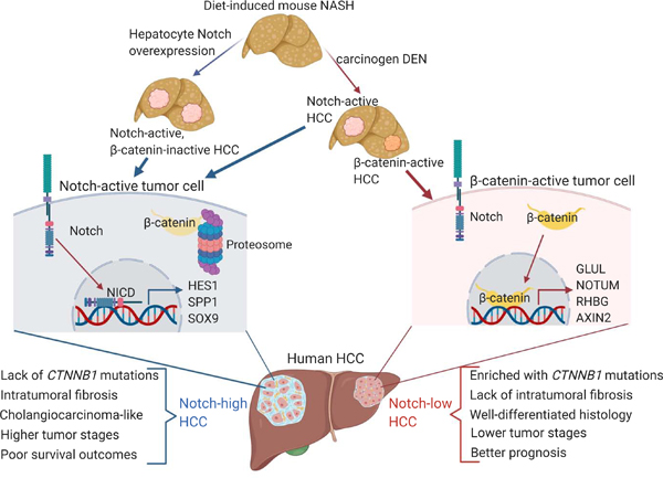 graphic file with name nihms-1635828-f0001.jpg