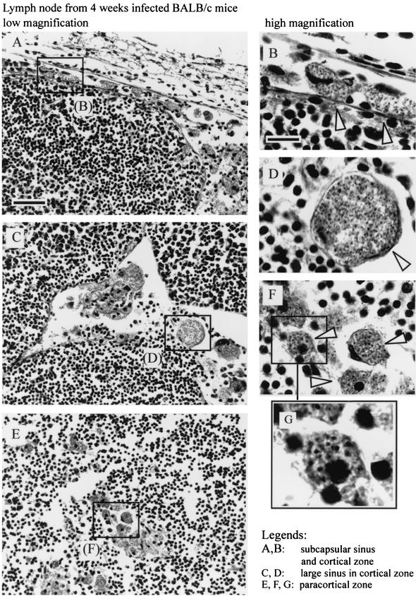 FIG. 5.