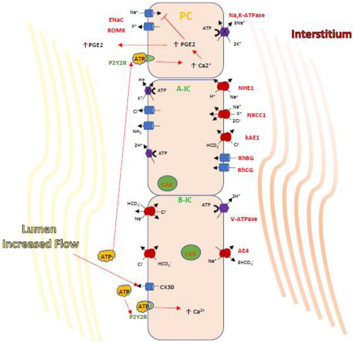 Figure 2.