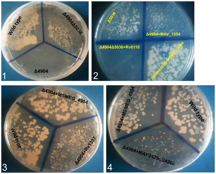 Figure 6