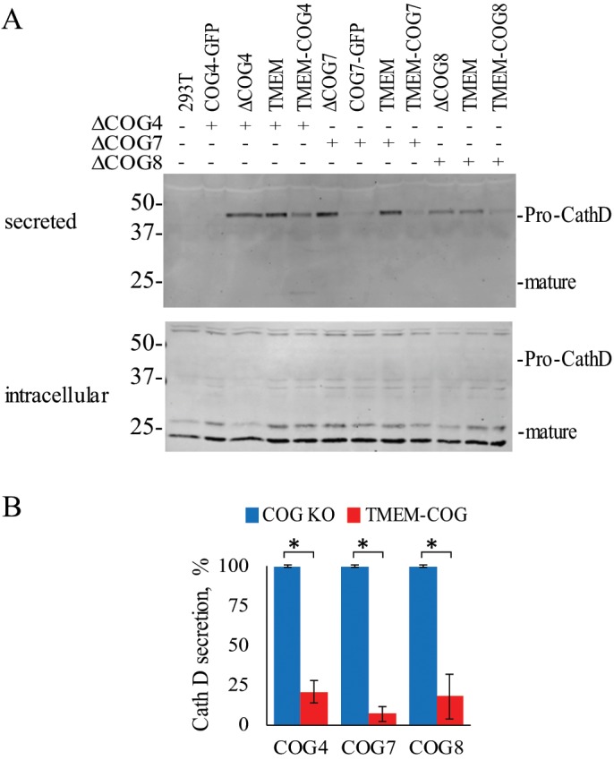 FIGURE 5: