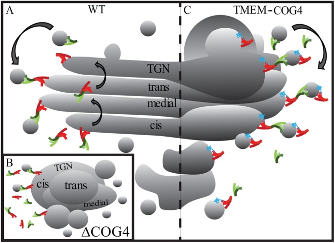 FIGURE 7: