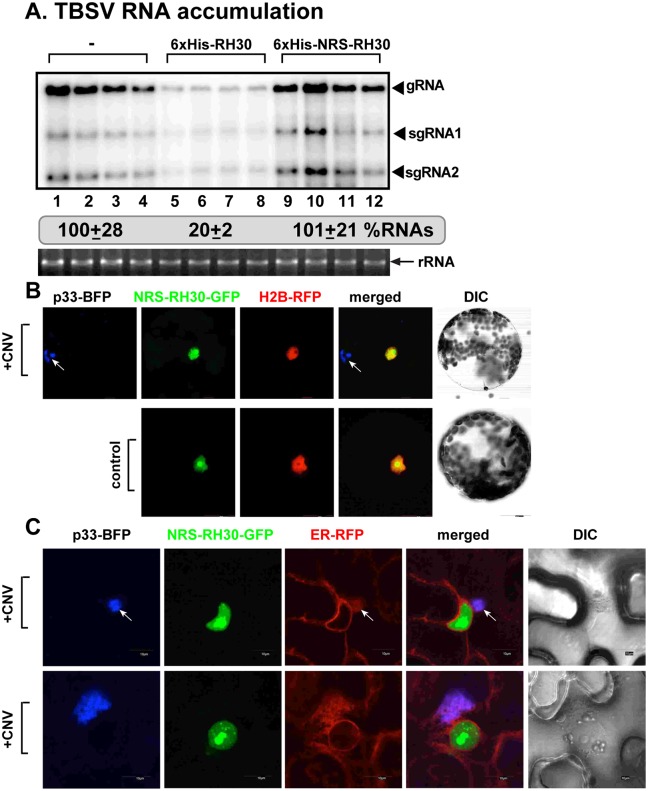 Fig 4