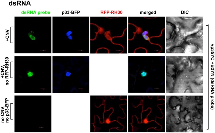 Fig 10