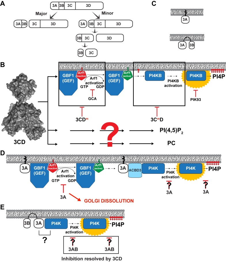 Fig 11