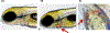 Figure 5: