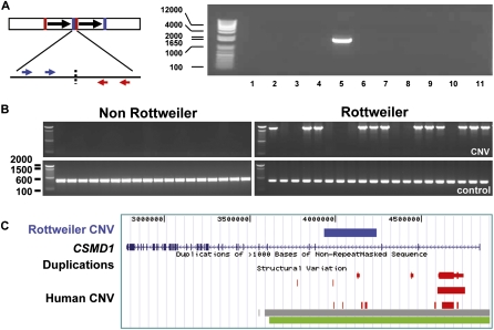 Figure 5.