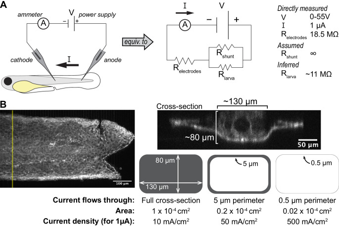 Figure 4—figure supplement 1.