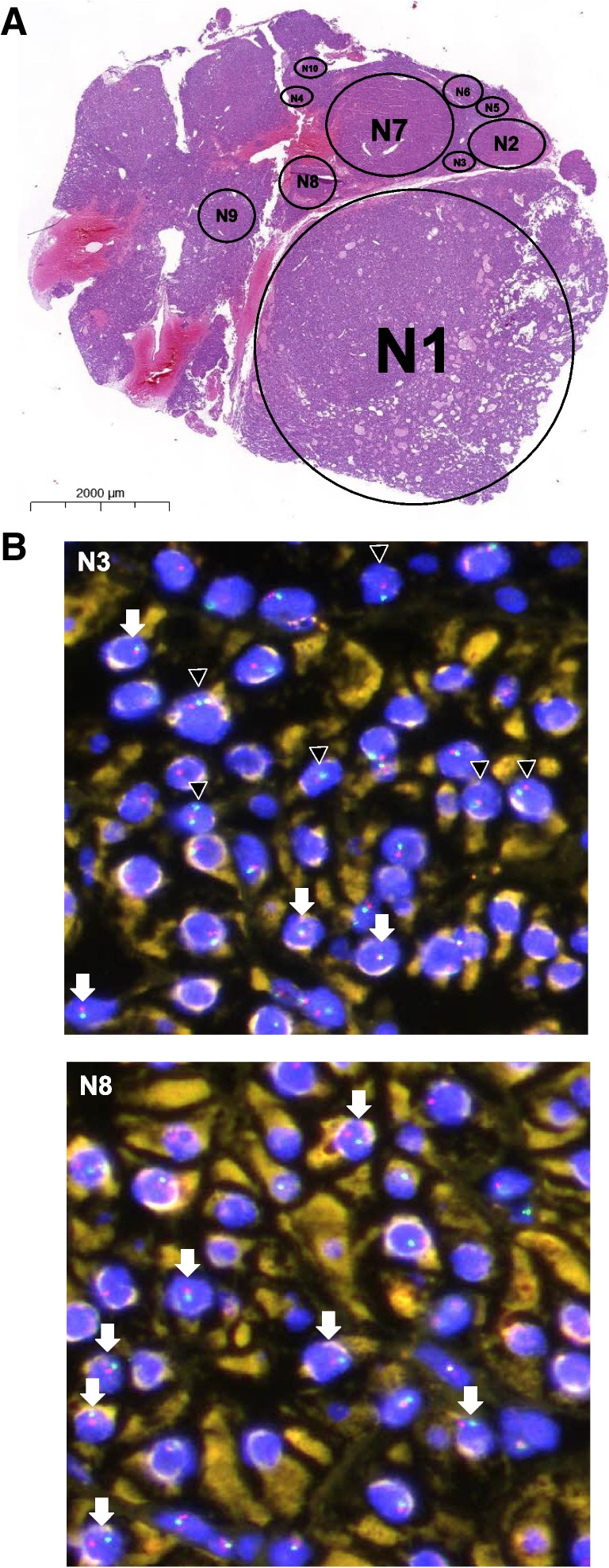 Fig. 1