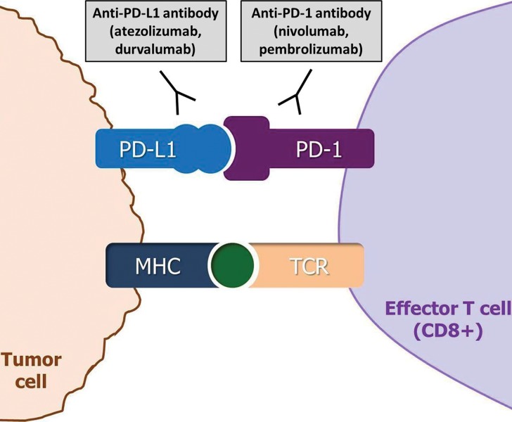 Figure 1b.