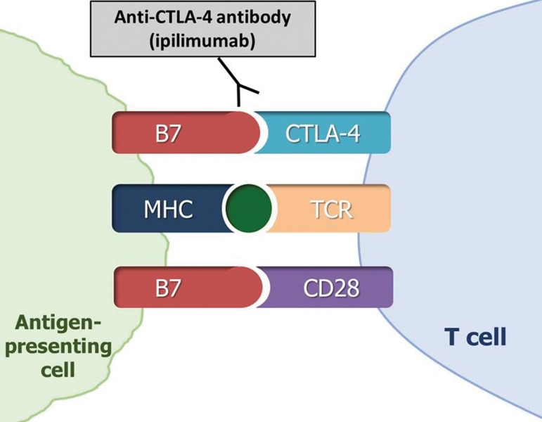 Figure 1a.