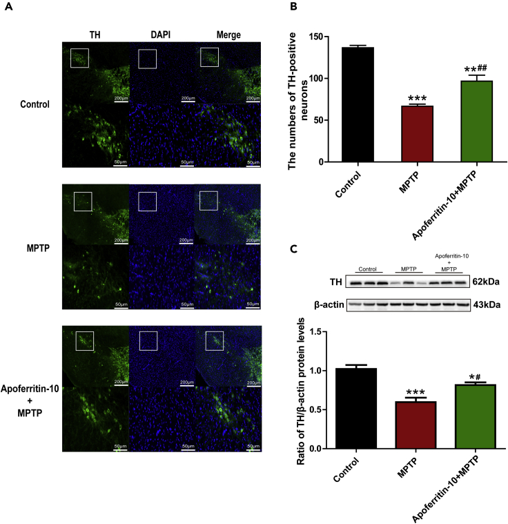 Figure 2