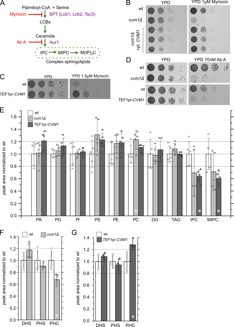 Figure 6.