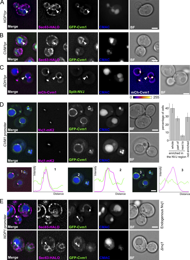 Figure 4.