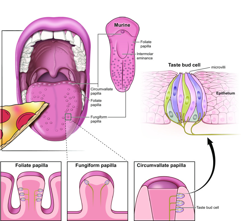 FIGURE 1.