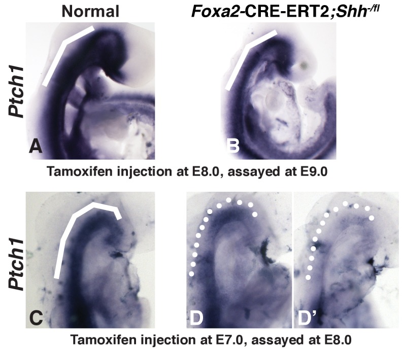 Figure 3—figure supplement 1.