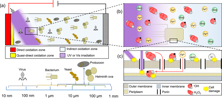 Fig. 1