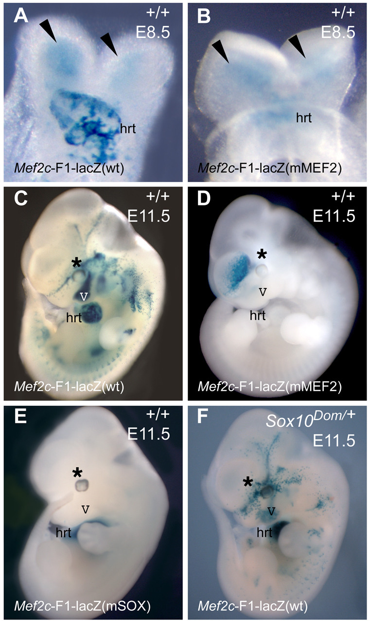 Fig. 8.