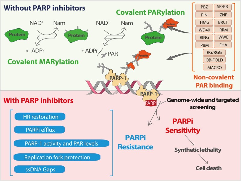 Graphical Abstract