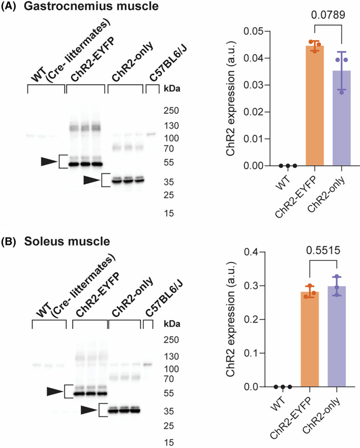 FIGURE 3