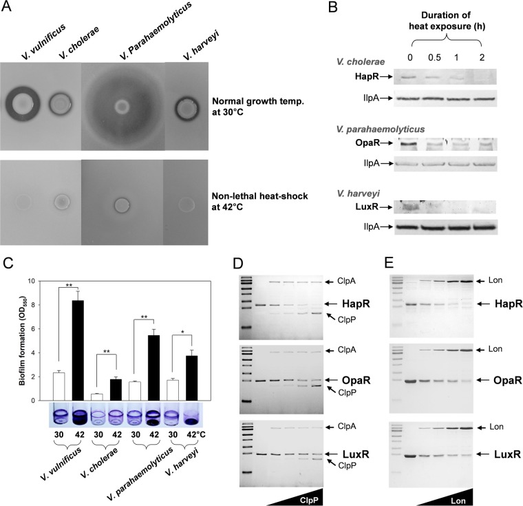 FIG 9 