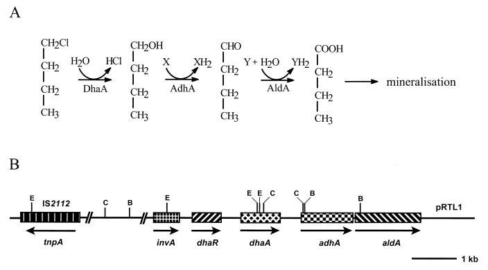 FIG. 1