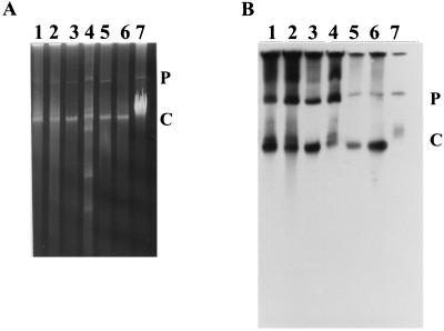 FIG. 7