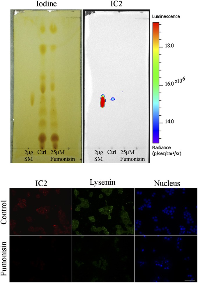 Fig. 9.