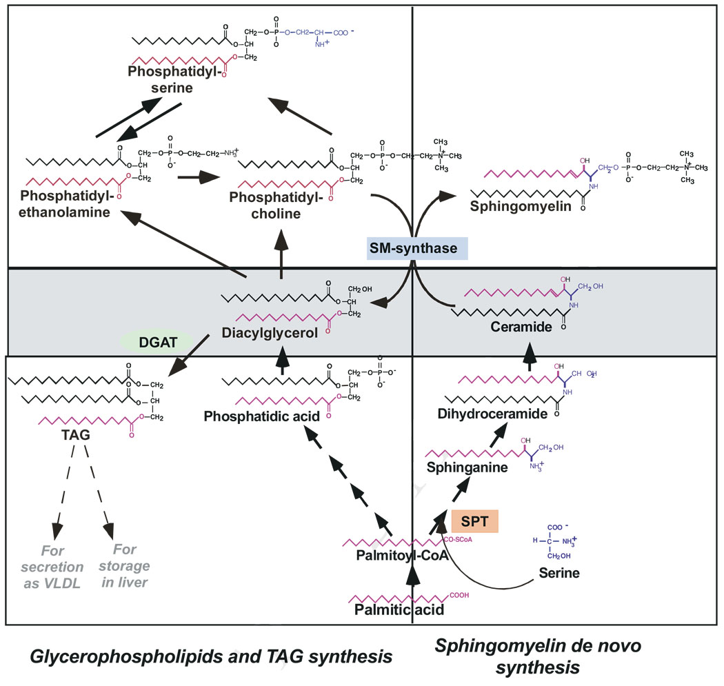 Fig. 2