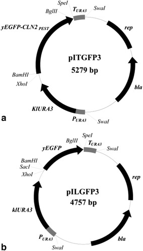 Figure 4