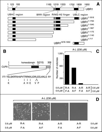 Fig 2.