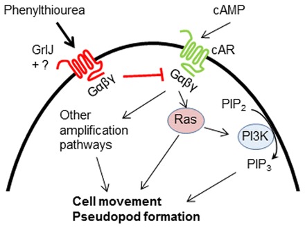 Fig. 8.