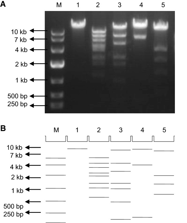 Fig. 2