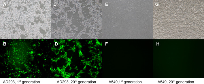 Fig. 7