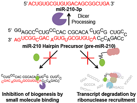 graphic file with name nihms-1528055-f0005.jpg