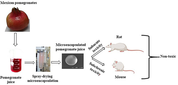 Graphical Abstract